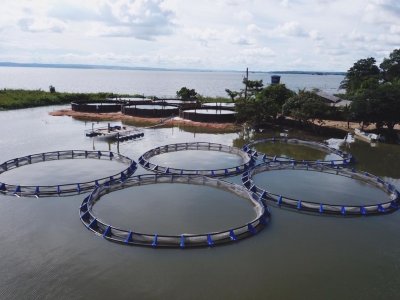 Líder em tanques-rede, Braspeixe marca presença novamente no IFC Amazônia