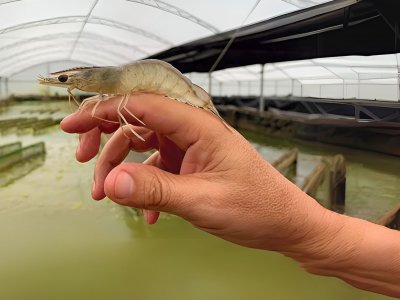 Ceará apresenta avanços e oportunidades no IFC Amazônia com foco em camarão e tilápia