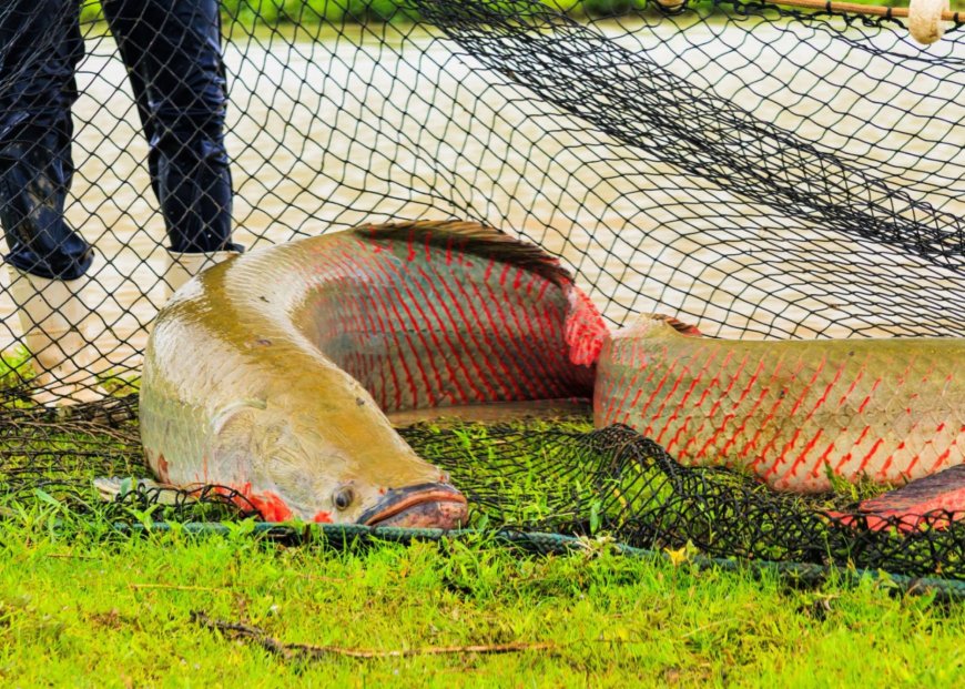 Lorem ipsum dolor sit amet consectetur