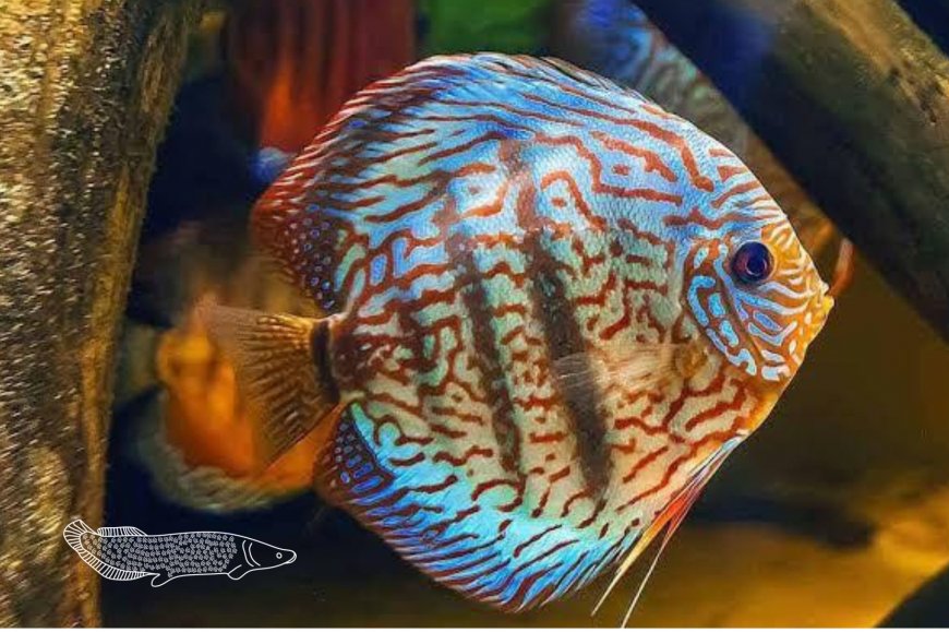 Lorem ipsum dolor sit amet consectetur